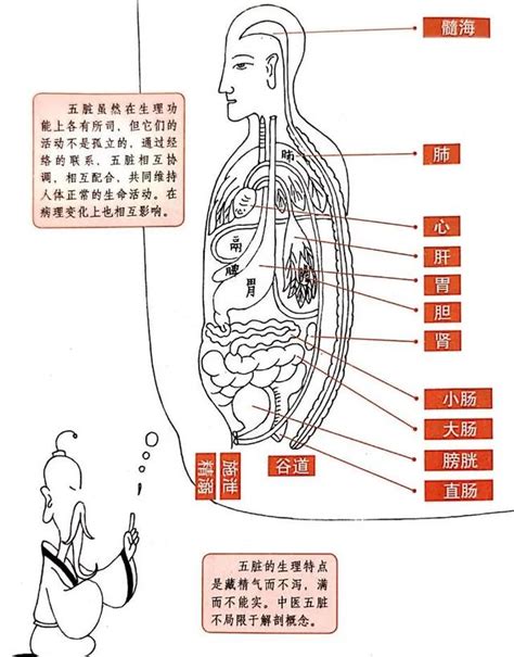 五臟六腑位置圖|五臟六腑